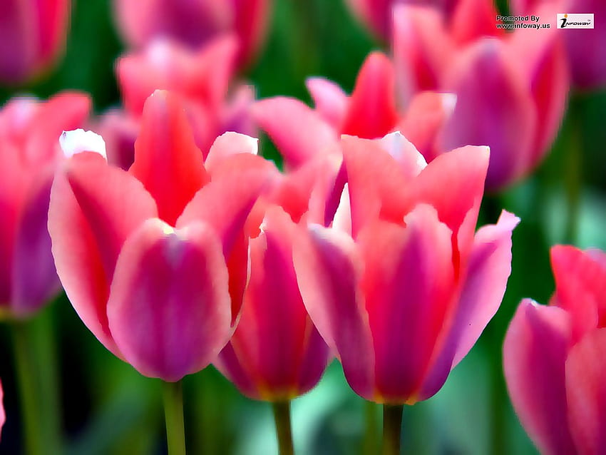 Pink tulip flower Full . Pink tulip flower Ful HD wallpaper | Pxfuel