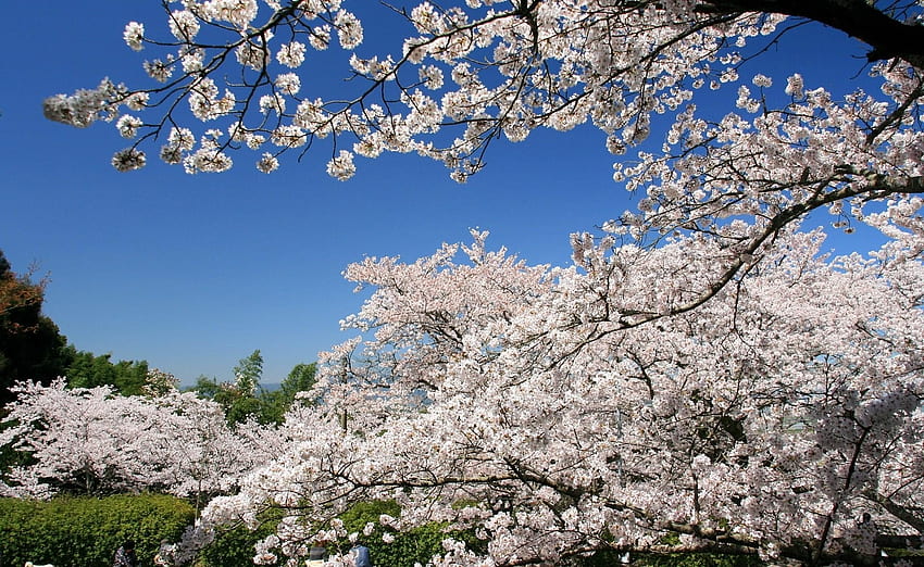 ดอกไม้ ท้องฟ้า ซากุระ สาขา บลูม ออกดอก ฤดูใบไม้ผลิ วอลล์เปเปอร์ HD