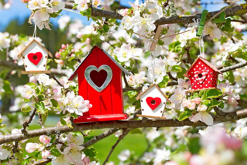 Spring birdhouses, flowering, beautiful, spring, birdhouse, tree, fragrance, pretty, freshness, scent, blooms HD wallpaper