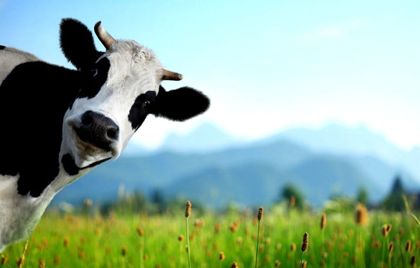 Cow, Cute Cow HD wallpaper