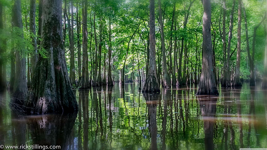 沼地、ルイジアナ州沼地 高画質の壁紙