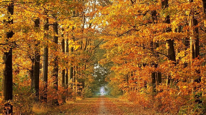 road, autumn, trees, avenue, leaf fall, october, way HD wallpaper