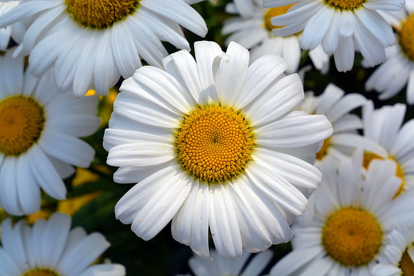 Blumen, Kamille, Blume, Blütenblätter, Feld, Kamille HD-Hintergrundbild