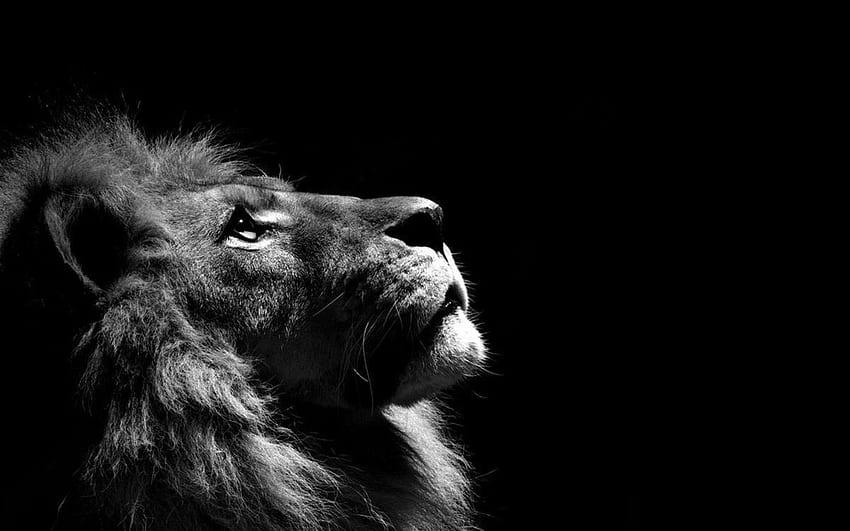 Truly Magnificent White Lion to Spice, Lioness Black and White HD wallpaper