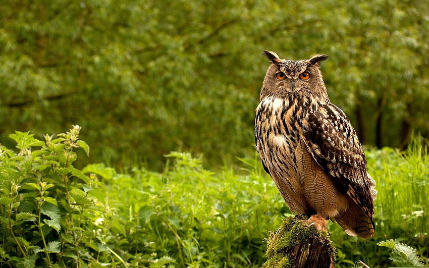 Owl, Animals, Grass, Bird, Greens, Predator HD wallpaper
