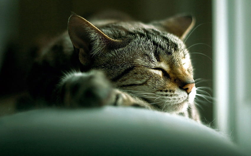 สัตว์, แมว, นอนลง, นอน, ปากกระบอกปืน, นอนหลับ, ฝัน วอลล์เปเปอร์ HD
