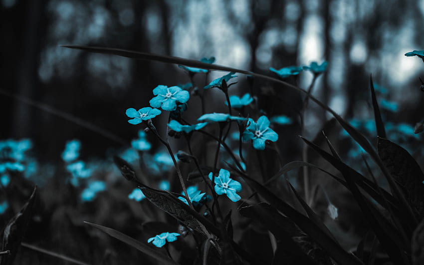 Цветя, синьо, поле, размазване - син пейзаж - - HD тапет