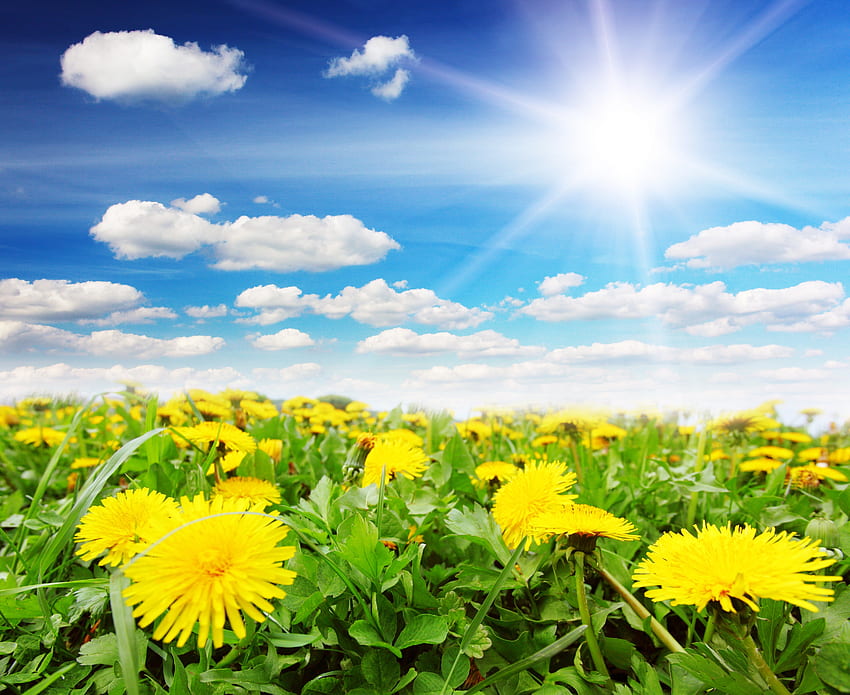 タンポポ畑の晴れた日、晴れ、空、黄色、タンポポ、雲、春、太陽 高画質の壁紙