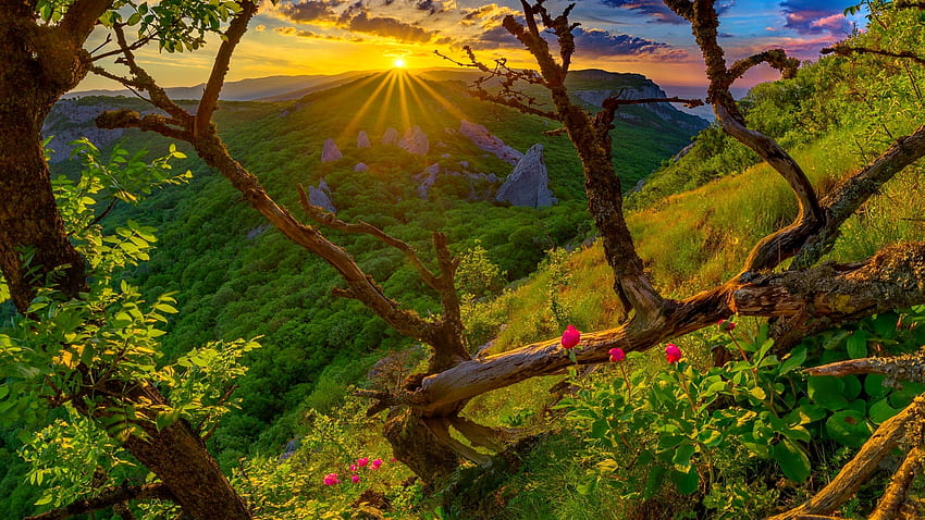 Erstaunlicher Morgen in den Bergen, Strahlen, golden, Pfingstrosen, Glühen, Morgen, schön, Berg, Wildblumen, Tal, Aussicht, Bäume, erstaunlich, Sonne HD-Hintergrundbild