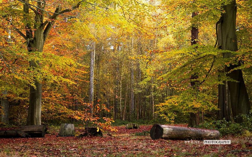 เวอร์จิเนีย เวอร์จิเนียอเมริกา ฉาก กราฟี ฤดูใบไม้ร่วง ฤดูกาล อเมริกาเหนือ ต้นไม้ สวน นามธรรม ฤดูใบไม้ร่วง ธรรมชาติ ป่า ภูมิทัศน์ วอลล์เปเปอร์ HD