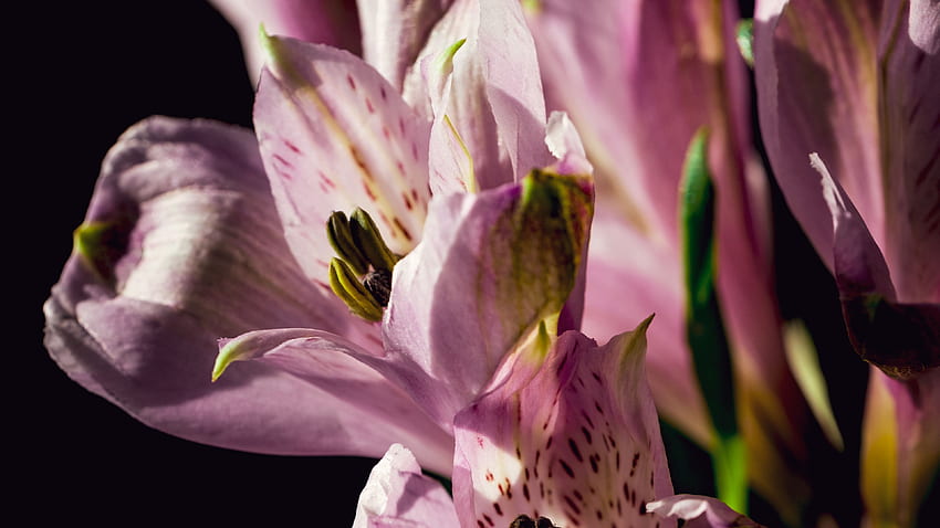 Pétales Fleurs Alstroemeria Violet Clair Fleurs Sur Fond Noir Fond d'écran HD