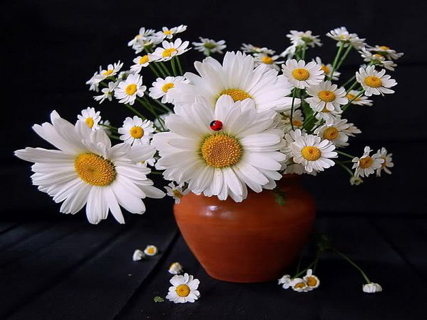 daisy, vase, bouquet, ladybug, flower HD wallpaper