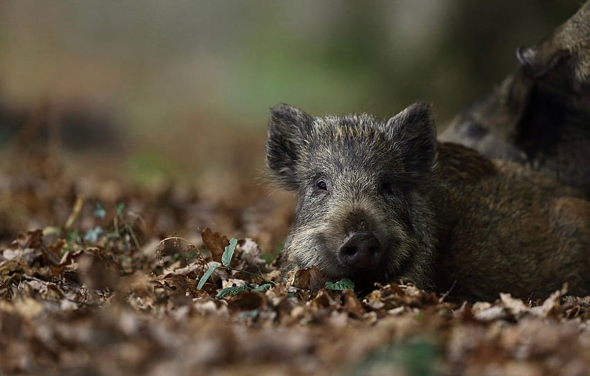 look, leaves, nature, background, baby, lies, boar, face, cub, hog, pig, pig, piggy for , section животные, Hog Rider HD wallpaper