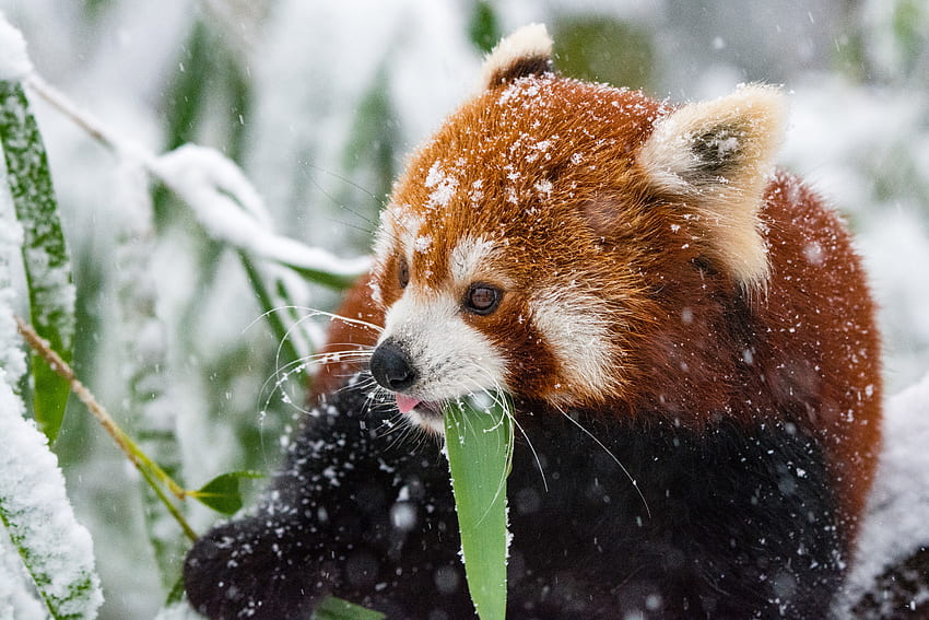 Hewan, Salju, Jalan-Jalan, Panda, Panda Merah Wallpaper HD