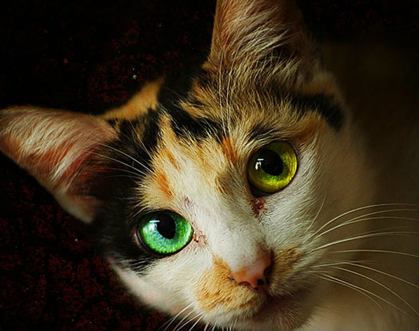 緑と黄色の目、動物、顔、かわいい、猫、ペット 高画質の壁紙