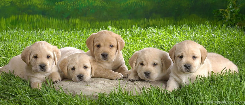 Süper Sevimli Köpek Yavruları Arka Plan, Puppies Laptop HD duvar kağıdı