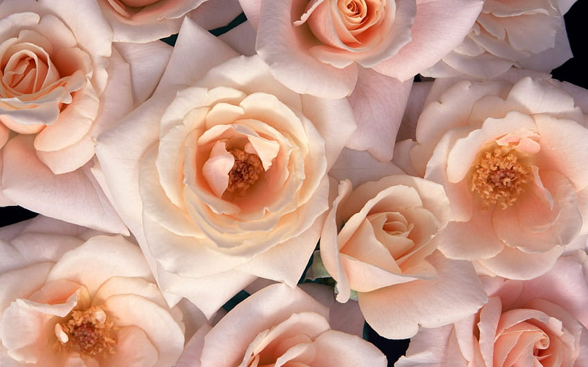 Peaches and Cream, pfirsichfarben, rosa, Rosen, Natur, Blumen HD-Hintergrundbild