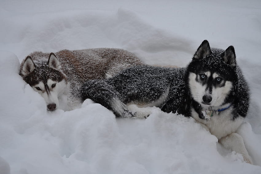 สัตว์ ฤดูหนาว สุนัข หิมะ คู่รัก นอนลง โกหก แหบแห้ง วอลล์เปเปอร์ HD