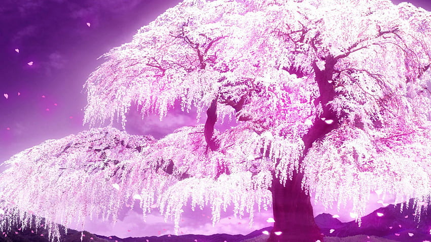 Cherry Blossom Tree Wallpapers - Top Những Hình Ảnh Đẹp