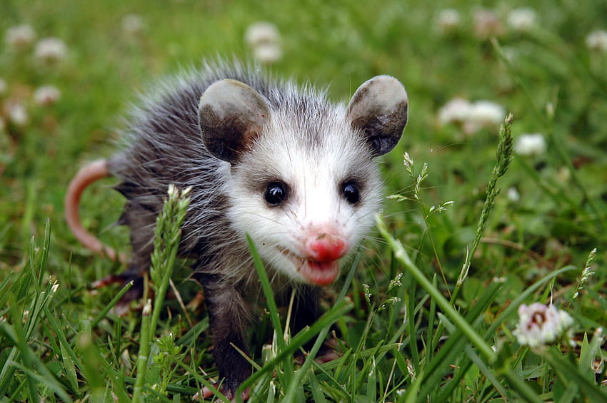Cute Possum and Opossum . Reader's Digest, Baby Possum HD wallpaper