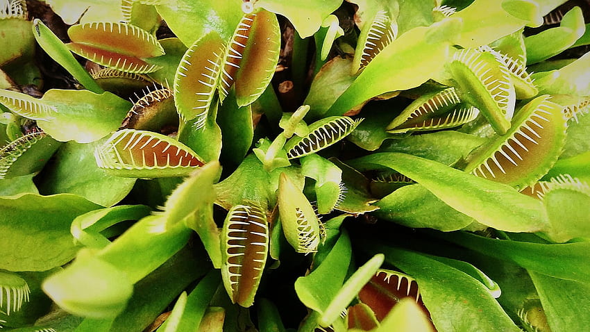 A Catch All Guide To Growing Carnivorous Plants, Venus Flytrap HD wallpaper