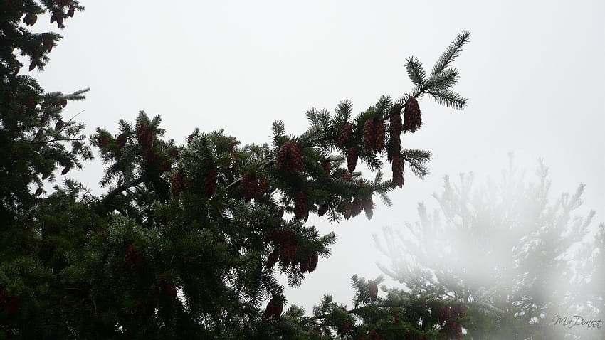 Douglas Fir in the Fog, winter, fog, cones, washington, , tree HD wallpaper