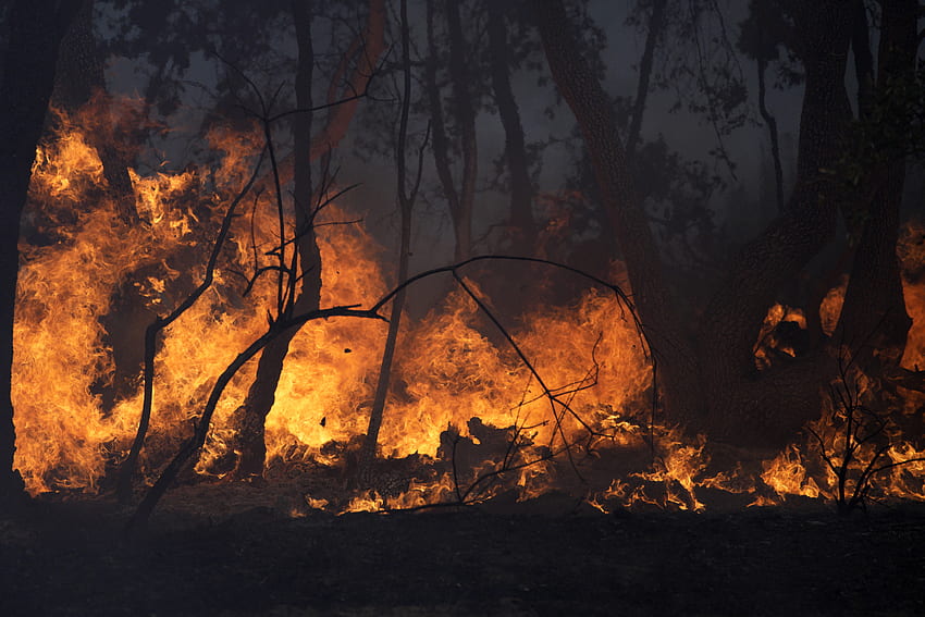 Nuevas llamas frustran los esfuerzos franceses para combatir los incendios forestales de la Riviera. KWKT, zorro llameante fondo de pantalla
