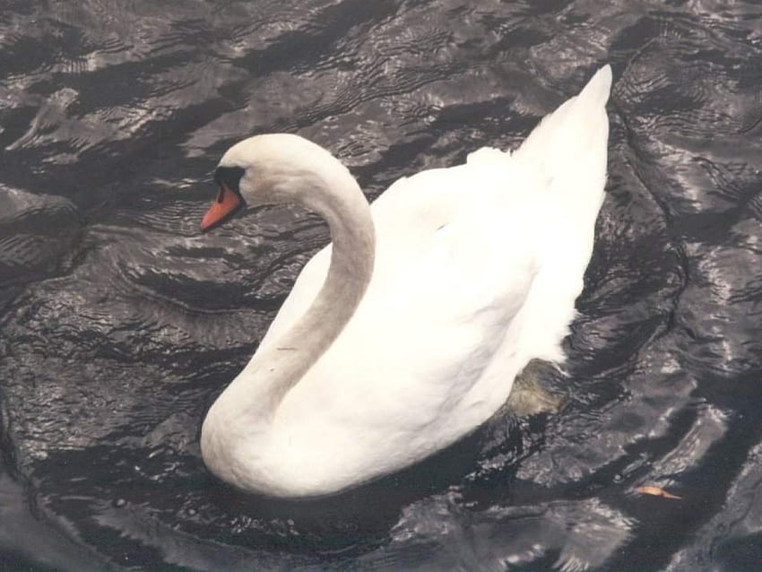 white swan, swimming, white, feathers, bird, swan HD wallpaper