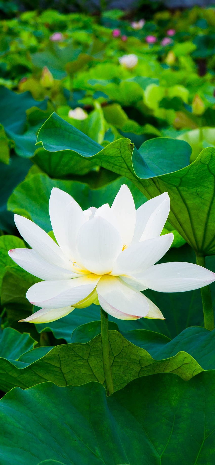 White lotus, green leaves, flowers iPhone XS Max HD phone wallpaper