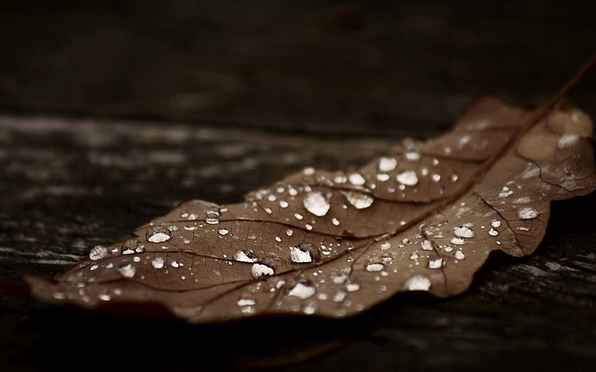 outono, macro, escuro, marrom, folha, folha, seco papel de parede HD