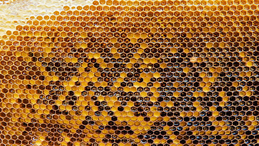 Scopri l'apicoltura, l'apiario Sfondo HD