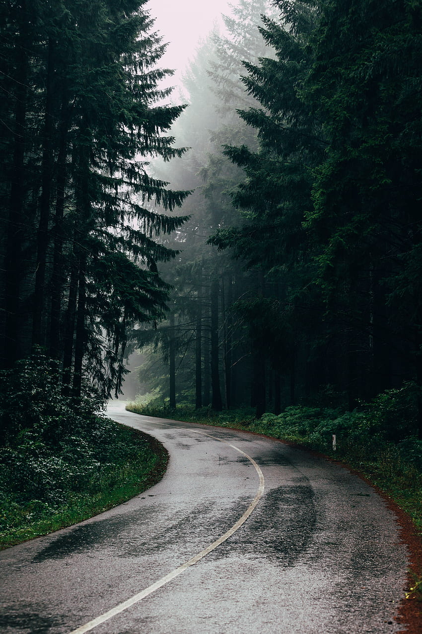 naturaleza, árboles, carretera, vuelta, niebla, asfalto fondo de pantalla del teléfono