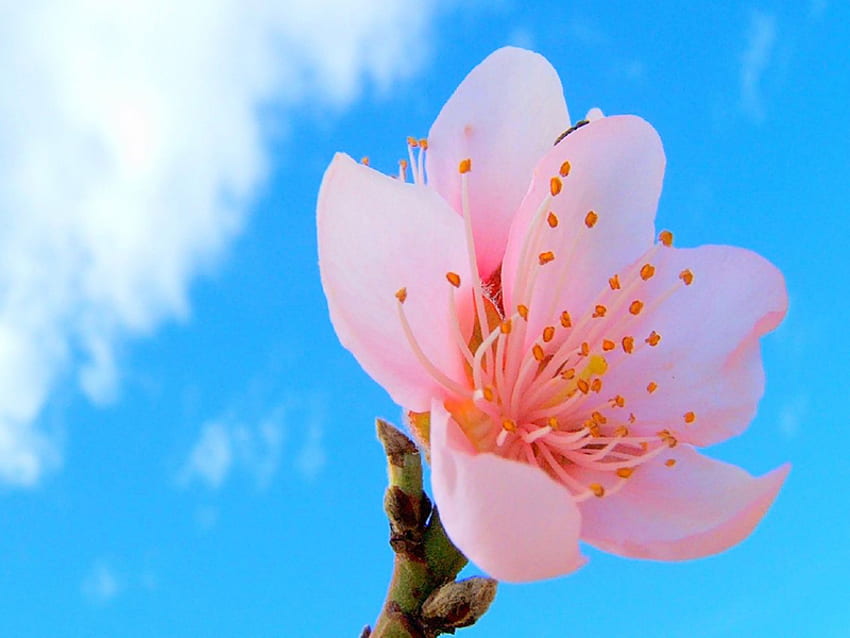 Cherry blossom, pink, one, flower, clouds, single, sky HD wallpaper