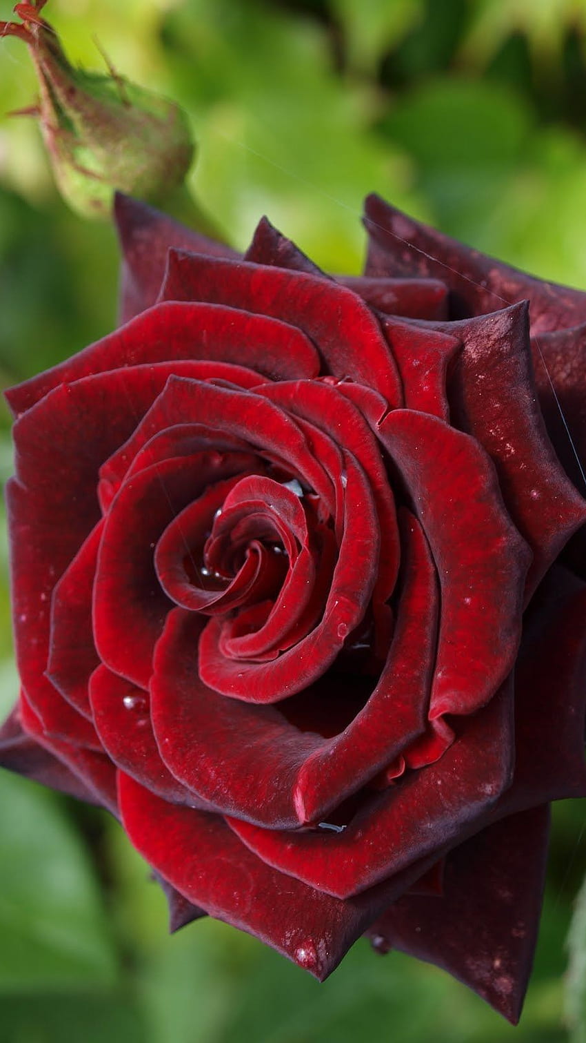 Rote Rose, dunkelrote Rose HD-Handy-Hintergrundbild