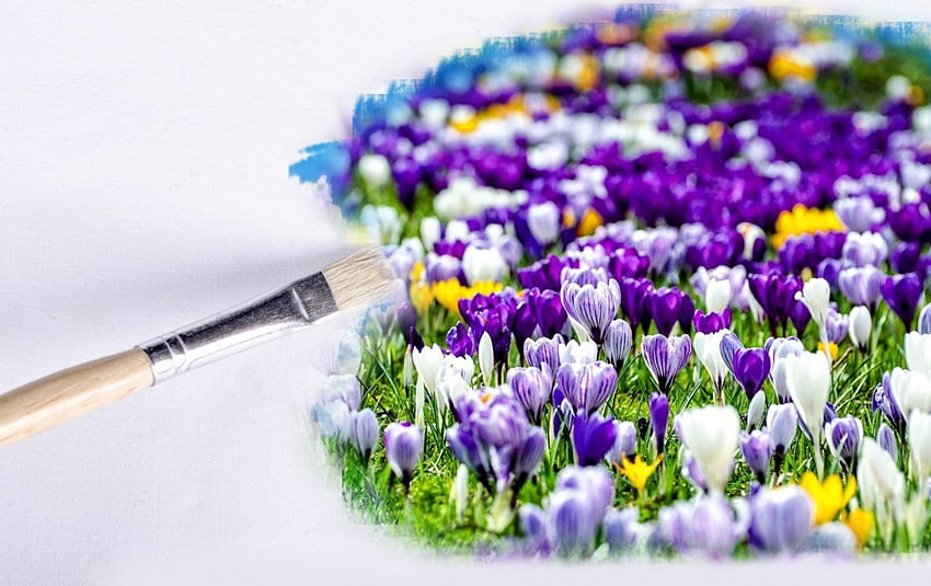 Crocuses, white, brush, spring, purple, pink, abstract, crocus, flower, texture HD wallpaper