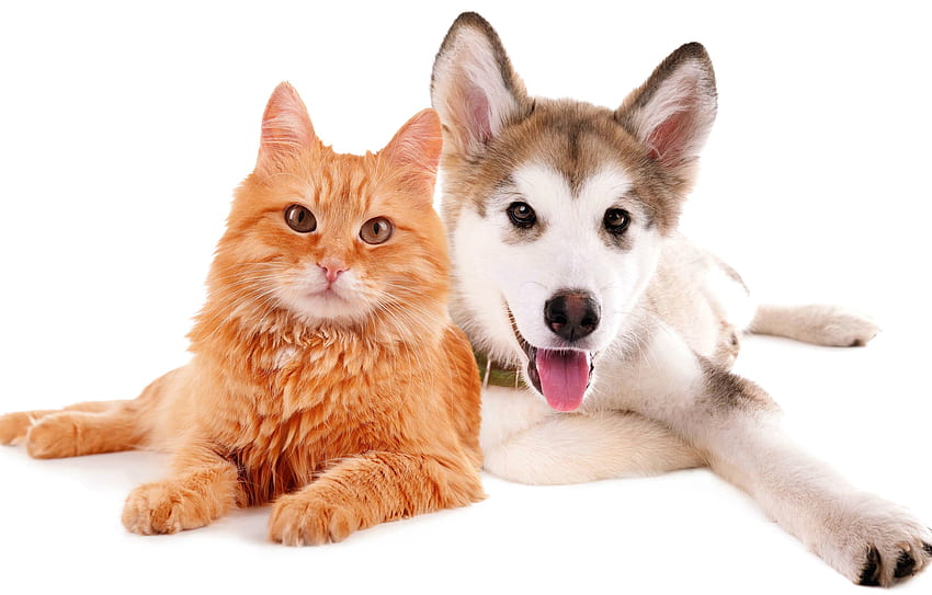 Cat and dog, dog, animal, white, cat, orange, ginger, pisica, puppy, husky, couple, caine HD wallpaper