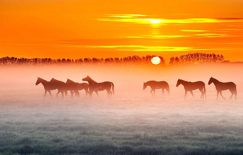 field, trees, fog, sunrise, the fence, horse, farm HD wallpaper