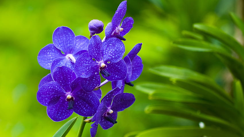 Belles fleurs, bleu, violet, pétales, belles, fleurs, bouquet, fond vert Fond d'écran HD
