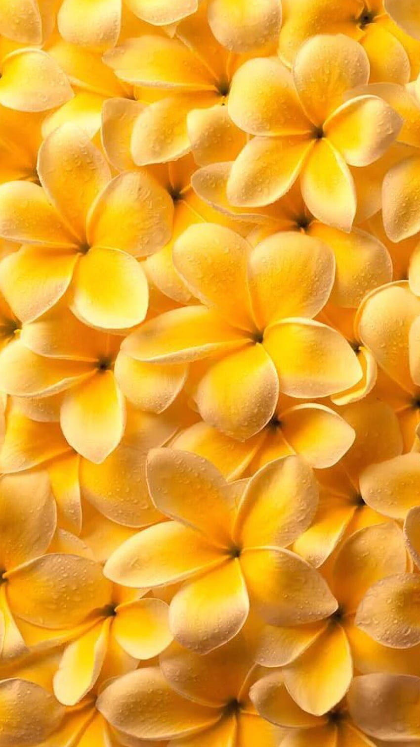 Kolor żółty, Kwiaty koloru żółtego Tapeta na telefon HD