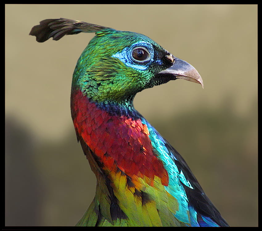 นกแปลก สีสัน นก เงา แปลกใหม่ วอลล์เปเปอร์ HD