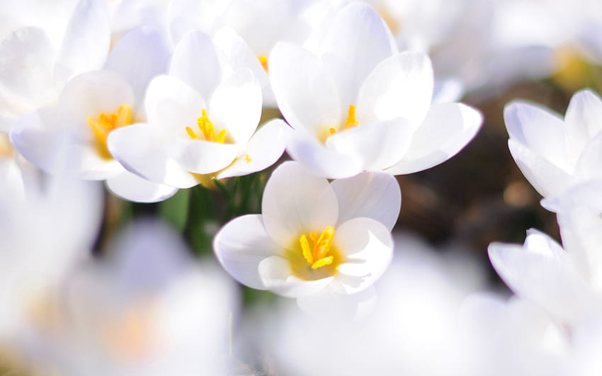 ดอกไม้ โคลสอัพ ฤดูใบไม้ผลิ อารมณ์ Crocuses วอลล์เปเปอร์ HD