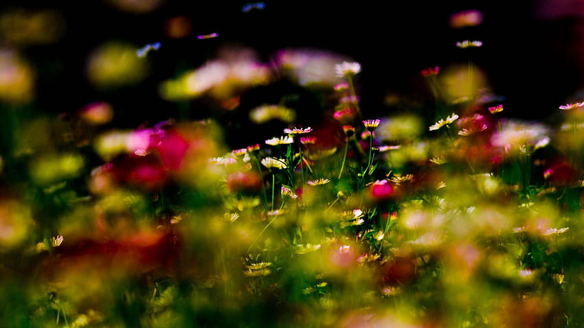 Kwiaty, Trawa, Roślina, Makro Tapeta HD