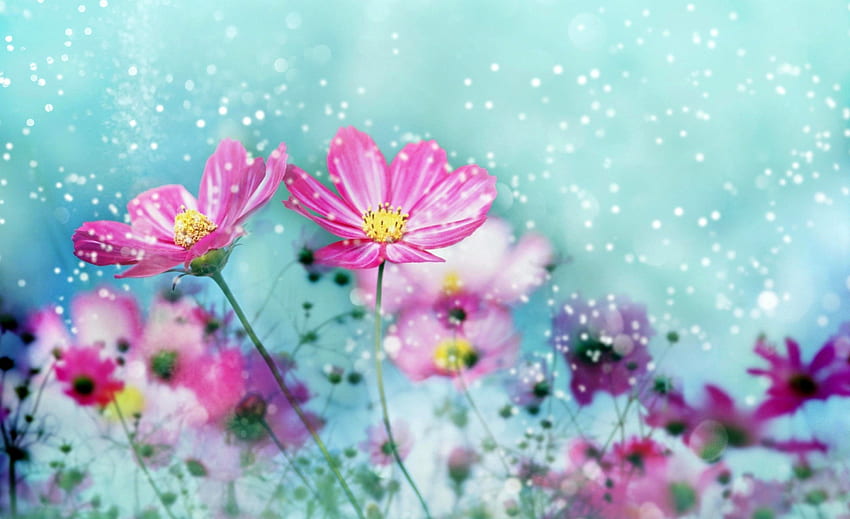 Pretty Flowers, bella, bellezza, rosa, fiocchi di neve, bella, petali, natura, fiori, petali rosa, fiori rosa, splendore, bella Sfondo HD