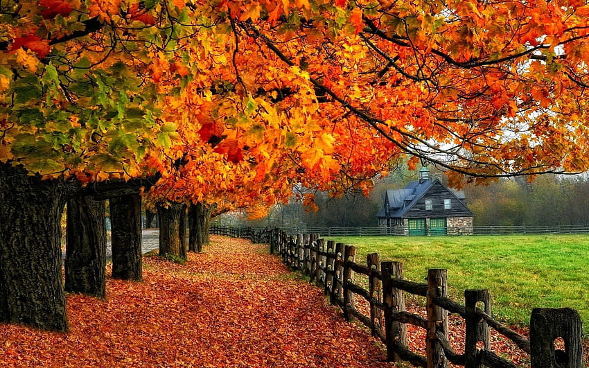 Autumn Examples for Your Background, Autumn Season HD wallpaper | Pxfuel