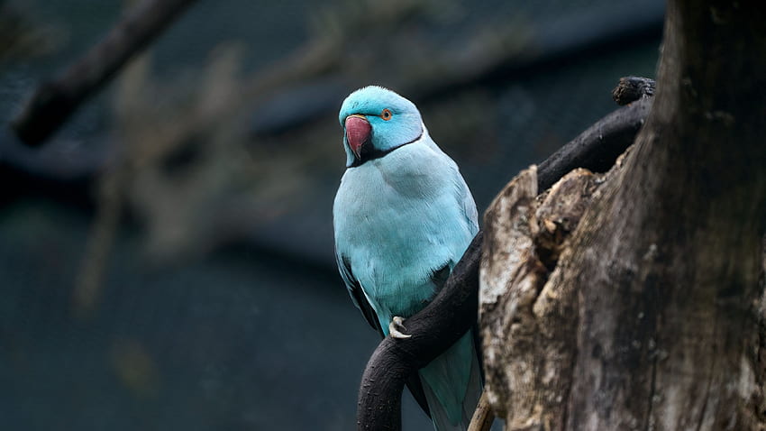 Blue Ringnecked Parakeet Bird Is Standing On Tree Branch In Blur Background Birds HD wallpaper