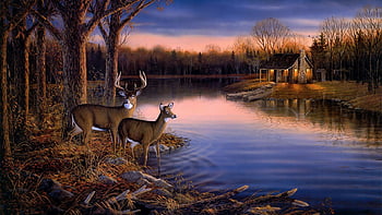 HD whitetail deer wallpapers  Peakpx