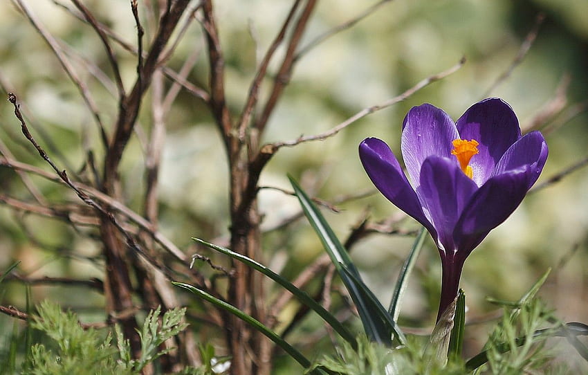 purple, grass, branches, spring, Krokus for , section цветы HD wallpaper