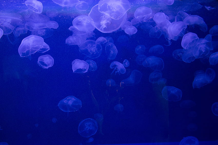 Animali, meduse, mondo sottomarino, meduse Sfondo HD