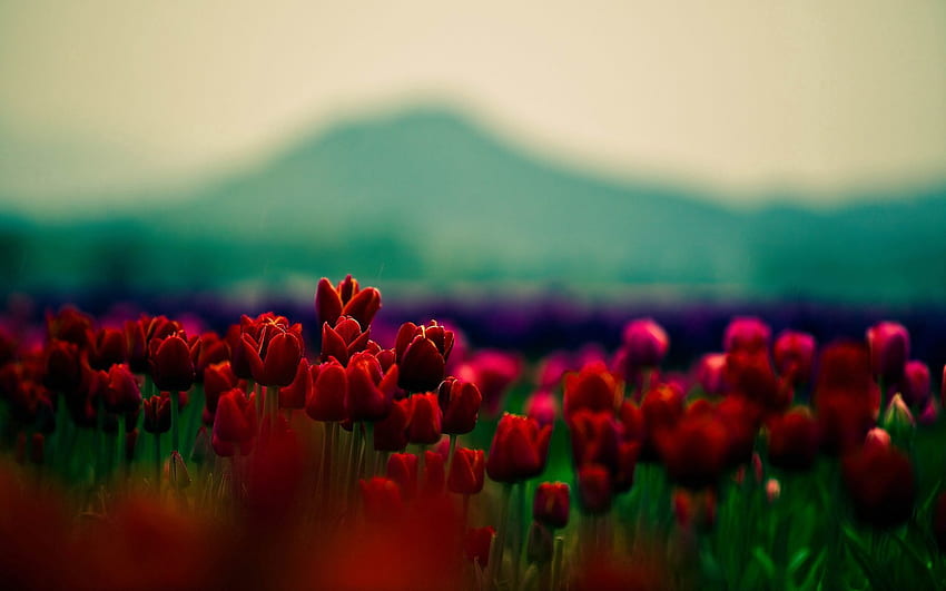 Flowers, Mountains, Tulips, Blur, Smooth, Field HD wallpaper