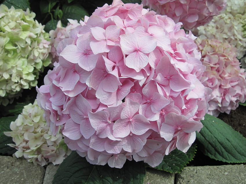 Bunga Berwarna-warni riasan taman 31, merah muda, hydrangea, graphy, hijau, Bunga, taman Wallpaper HD